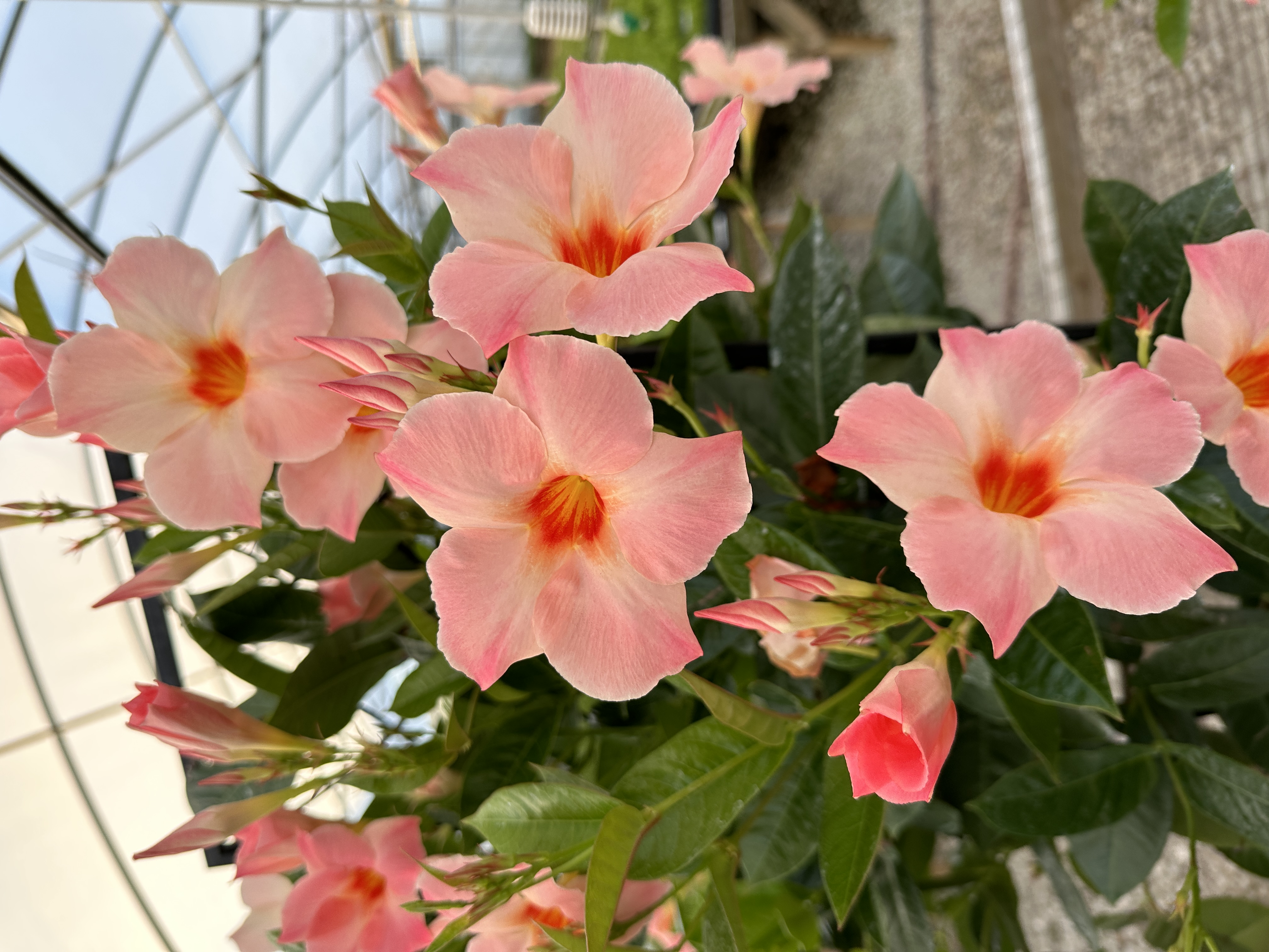 Suntory Flowers granted patents for orange and yellow mandevillas